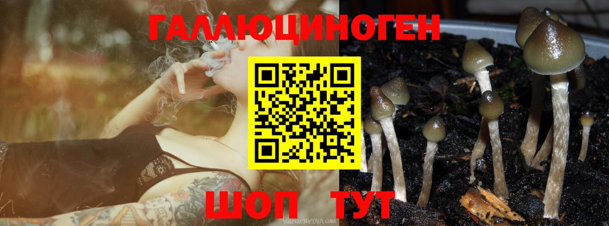 Псилоцибиновые грибы MAGIC MUSHROOMS  Вход с VPN  купить  цена  Елабуга  Галлюциногенные грибы Psilocybine cubensis 